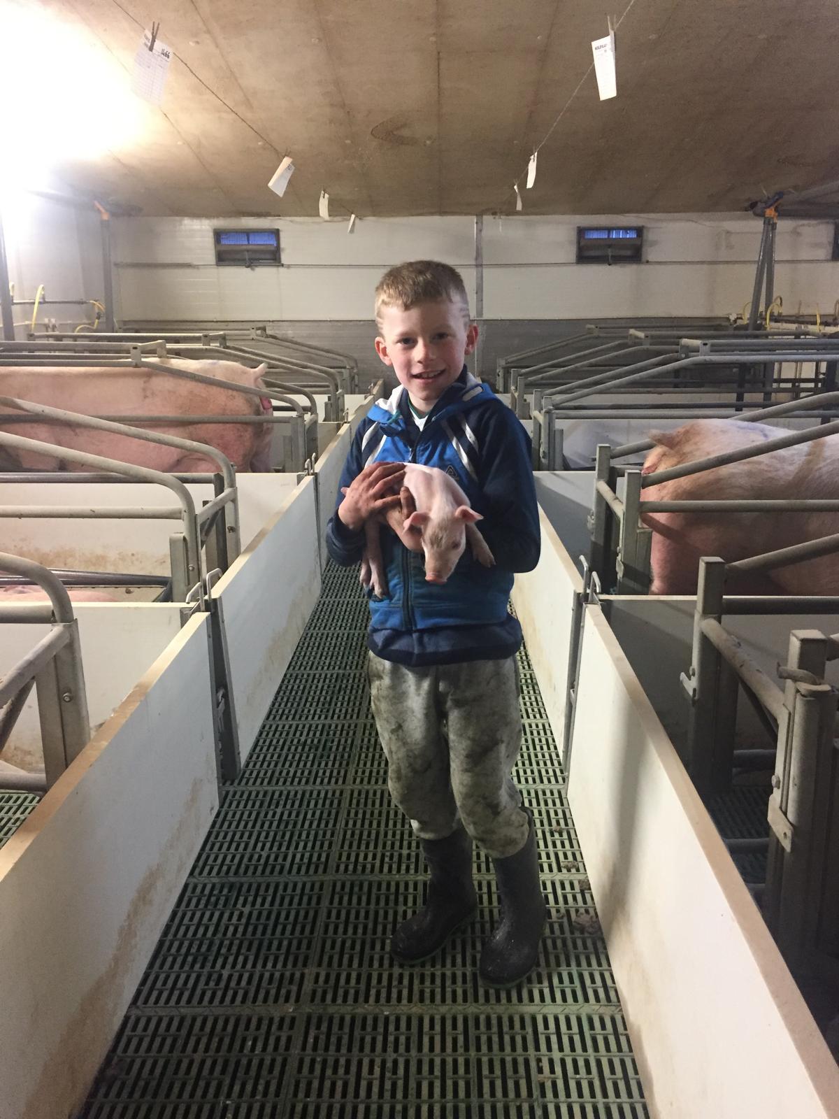 A young helper holding a piglet in the aisle of a clean pig house, with sows in the pens to either side.